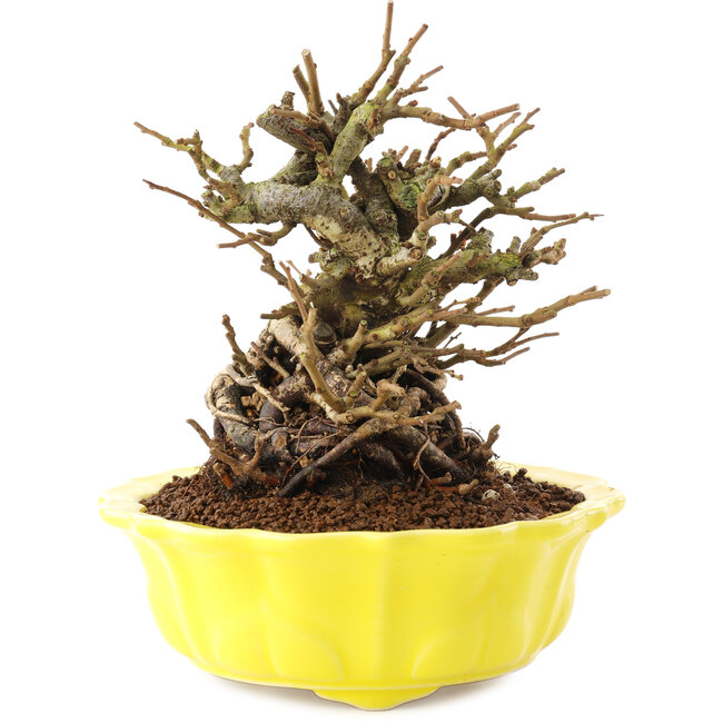 Chaenomeles speciosa, 16 cm, ± 20 años, con flores rojas y frutos amarillos