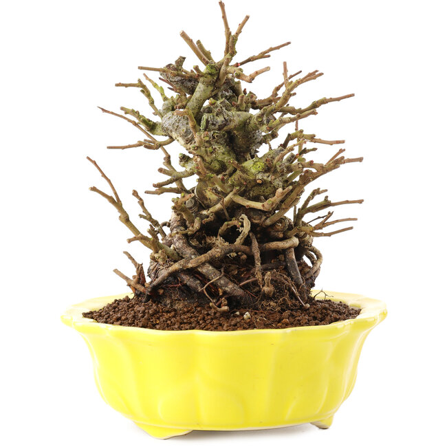 Chaenomeles speciosa, 16 cm, ± 20 años, con flores rojas y frutos amarillos