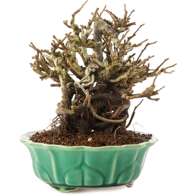 Chaenomeles speciosa, 17 cm, ± 20 anni, con fiori rossi e frutti gialli