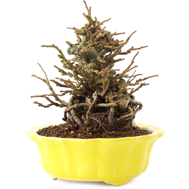 Chaenomeles speciosa, 16 cm, ± 20 jaar oud, met rode bloemen en geel fruit