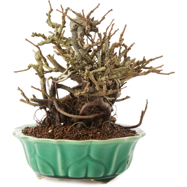 Chaenomeles speciosa, 17 cm, ± 20 anni, con fiori rossi e frutti gialli