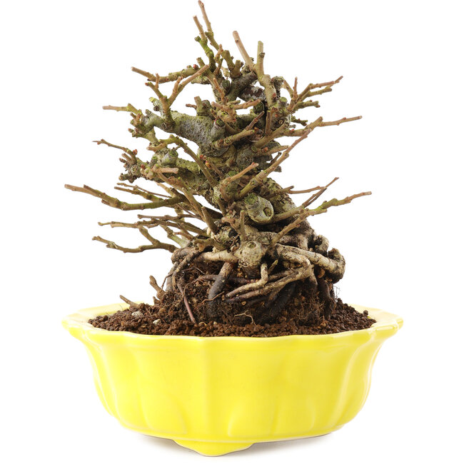 Chaenomeles speciosa, 16 cm, ± 20 anni, con fiori rossi e frutti gialli