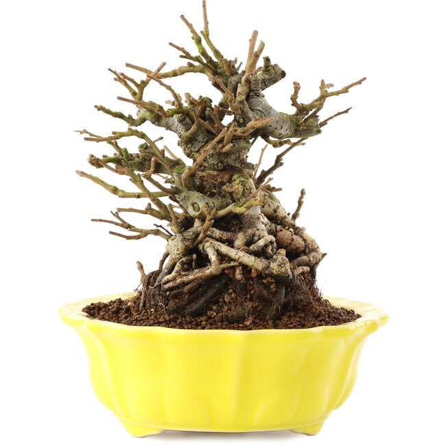 Chaenomeles speciosa, 16 cm, ± 20 jaar oud, met rode bloemen en geel fruit