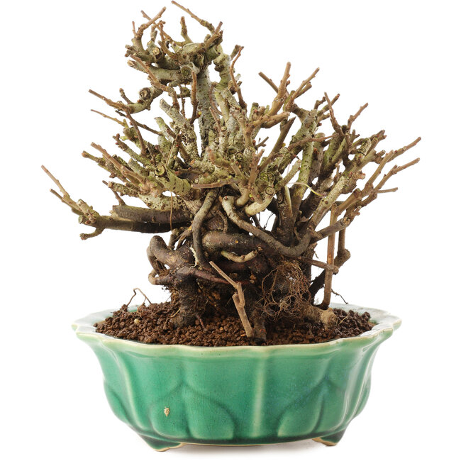 Chaenomeles speciosa, 17 cm, ± 20 ans, à fleurs rouges et fruits jaunes