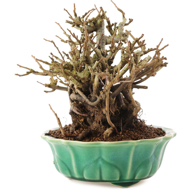 Chaenomeles speciosa, 17 cm, ± 20 anni, con fiori rossi e frutti gialli