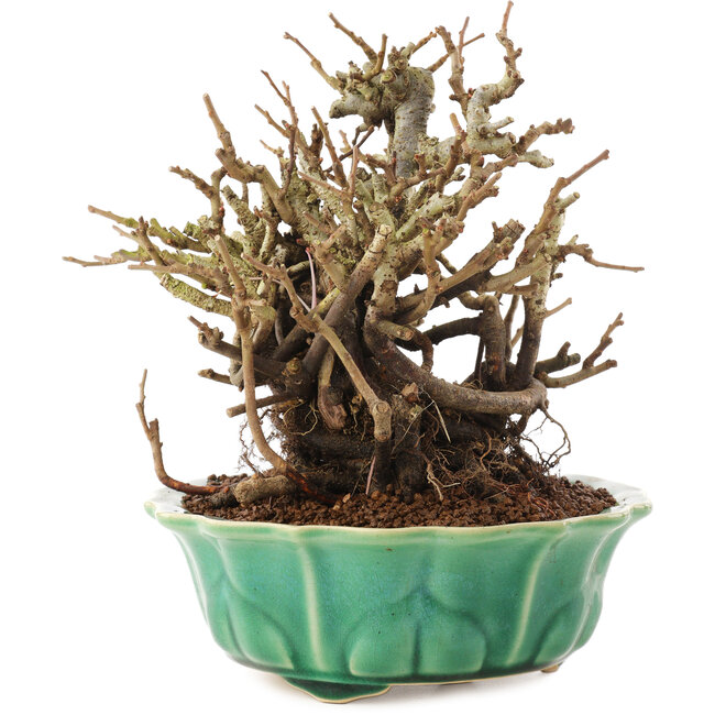 Chaenomeles speciosa, 17 cm, ± 20 Jahre alt, mit roten Blüten und gelben Früchten