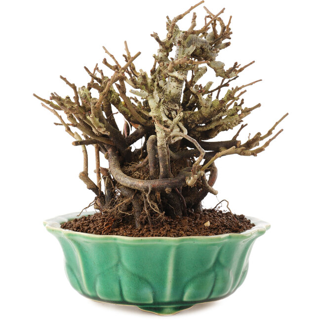 Chaenomeles speciosa, 17 cm, ± 20 años, con flores rojas y frutos amarillos