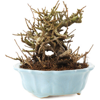 Chaenomeles speciosa, 14,5 cm, ± 20 jaar oud