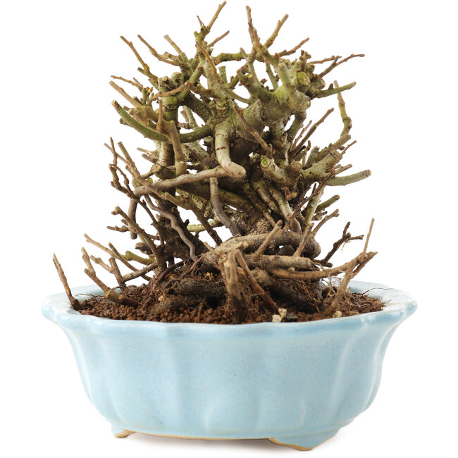 Chaenomeles speciosa, 14,5 cm, ± 20 años, con flores rojas y frutos amarillos