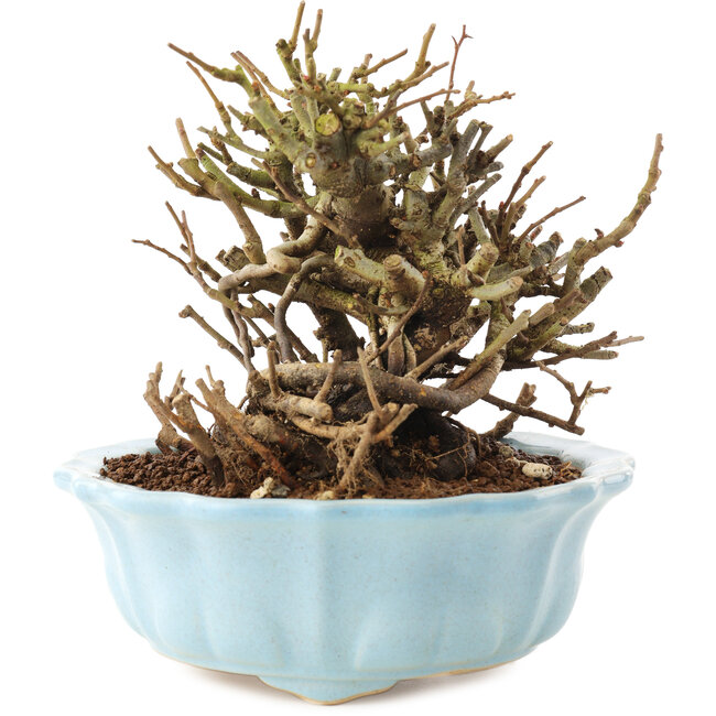 Chaenomeles speciosa, 14,5 cm, ± 20 ans, à fleurs rouges et fruits jaunes