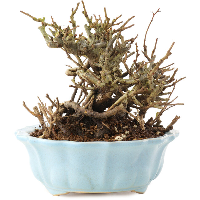 Chaenomeles speciosa, 14,5 cm, ± 20 jaar oud, met rode bloemen en geel fruit