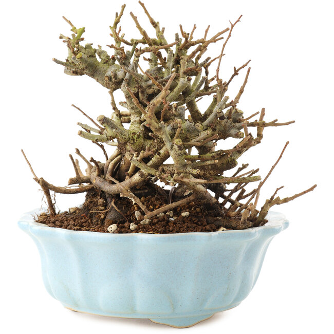 Chaenomeles speciosa, 14,5 cm, ± 20 Jahre alt, mit roten Blüten und gelben Früchten