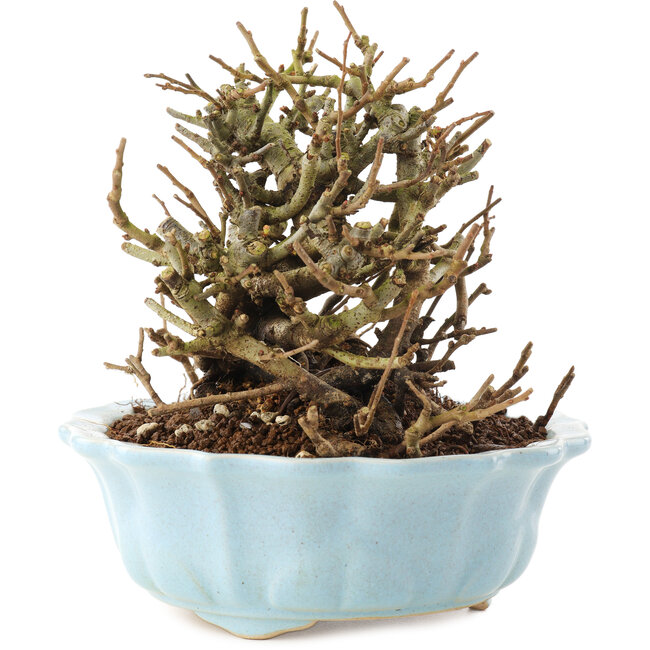 Chaenomeles speciosa, 14,5 cm, ± 20 ans, à fleurs rouges et fruits jaunes