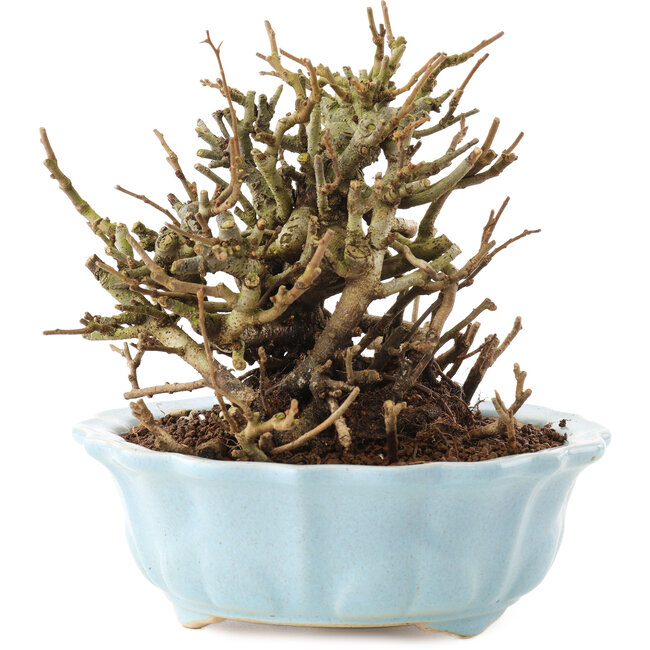 Chaenomeles speciosa, 14,5 cm, ± 20 años, con flores rojas y frutos amarillos