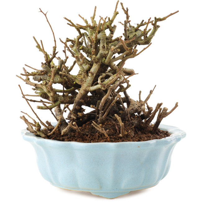 Chaenomeles speciosa, 14,5 cm, ± 20 años, con flores rojas y frutos amarillos