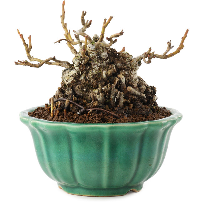 Chaenomeles speciosa, 9,5 cm, ± 30 jaar oud, met rode bloemen en geel fruit