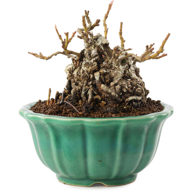 Chaenomeles speciosa, 9,5 cm, ± 30 Jahre alt, mit roten Blüten und gelben Früchten