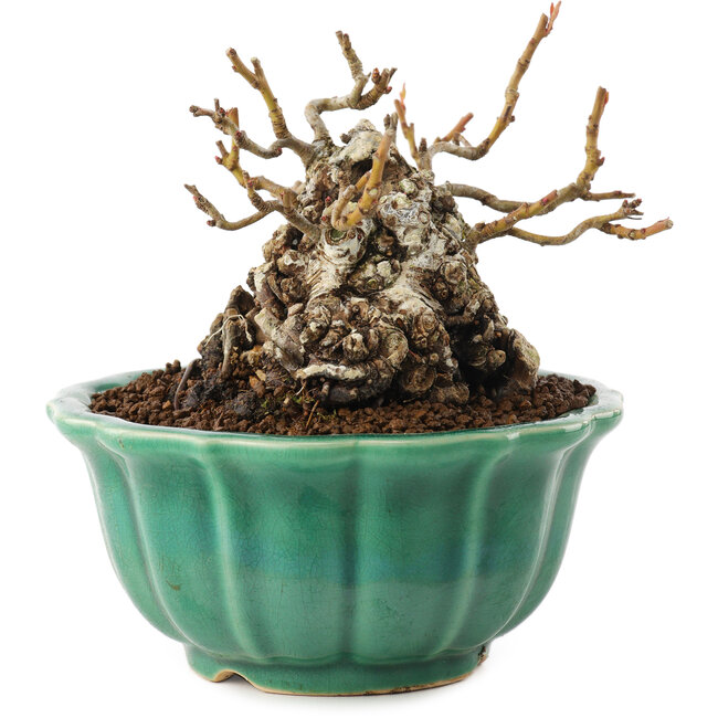 Chaenomeles speciosa, 9,5 cm, ± 30 anni, con fiori rossi e frutti gialli