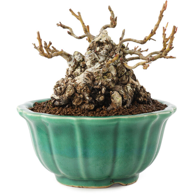 Chaenomeles speciosa, 9,5 cm, ± 30 anni, con fiori rossi e frutti gialli