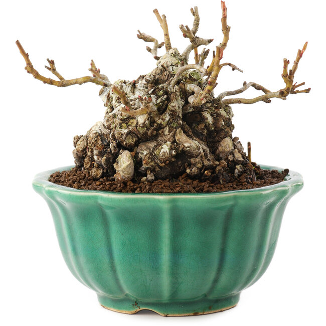 Chaenomeles speciosa, 9,5 cm, ± 30 Jahre alt, mit roten Blüten und gelben Früchten