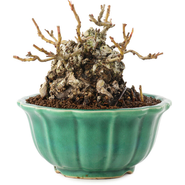 Chaenomeles speciosa, 9,5 cm, ± 30 jaar oud, met rode bloemen en geel fruit