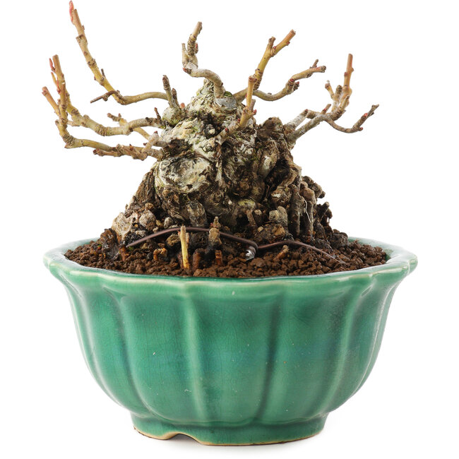 Chaenomeles speciosa, 9,5 cm, ± 30 Jahre alt, mit roten Blüten und gelben Früchten