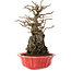 Chaenomeles speciosa, 24 cm, ± 20 jaar oud, met rode bloemen en geel fruit