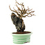 Chaenomeles speciosa, 19 cm, ± 20 jaar oud, met rode bloemen en geel fruit in pot met chip