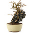 Chaenomeles speciosa, 17 cm, ± 20 jaar oud, met rode bloemen en geel fruit