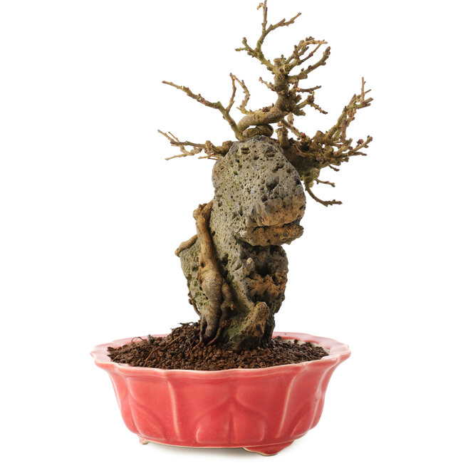 Chaenomeles speciosa, 22,5 cm, ± 20 Jahre alt, mit roten Blüten und gelben Früchten