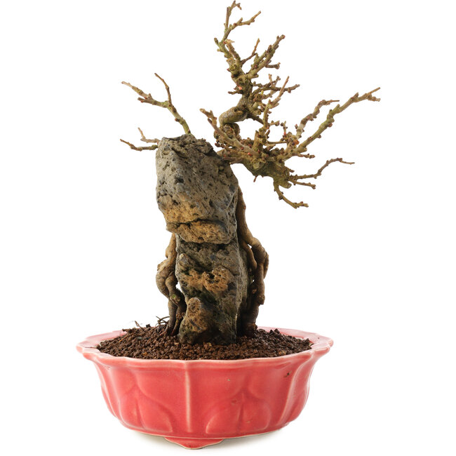 Chaenomeles speciosa, 22,5 cm, ± 20 anni, con fiori rossi e frutti gialli