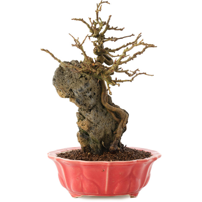 Chaenomeles speciosa, 22,5 cm, ± 20 Jahre alt, mit roten Blüten und gelben Früchten