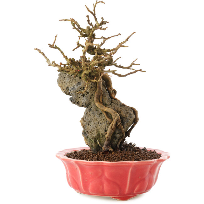 Chaenomeles speciosa, 22,5 cm, ± 20 anni, con fiori rossi e frutti gialli