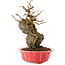 Chaenomeles speciosa, 22,5 cm, ± 20 ans, à fleurs rouges et fruits jaunes