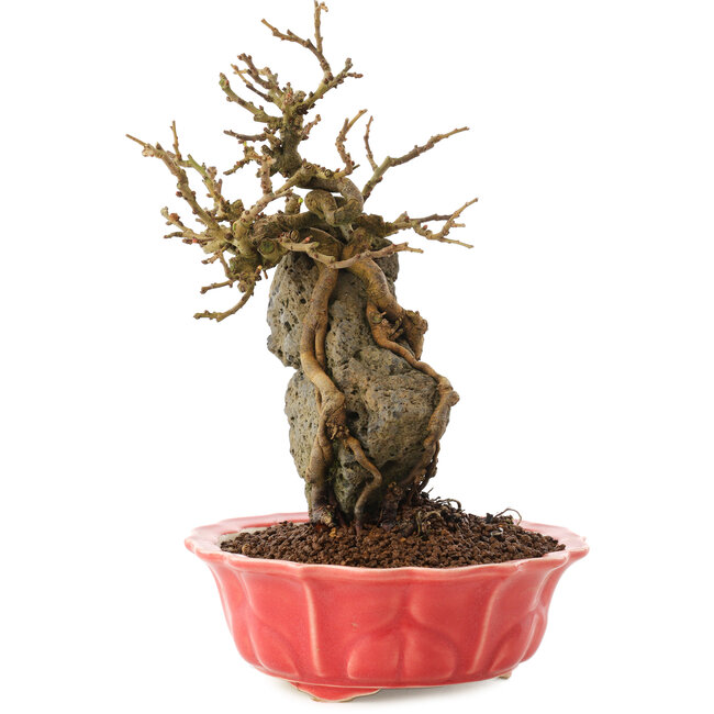 Chaenomeles speciosa, 22,5 cm, ± 20 anni, con fiori rossi e frutti gialli