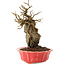 Chaenomeles speciosa, 22,5 cm, ± 20 ans, à fleurs rouges et fruits jaunes