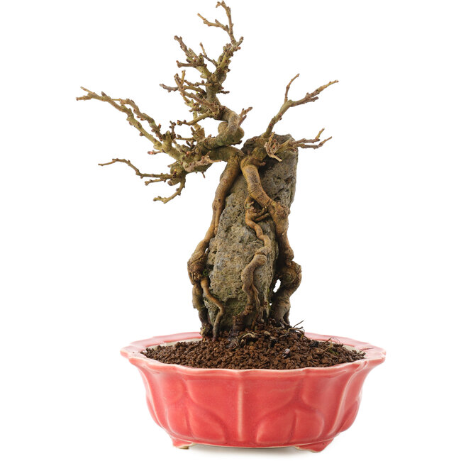 Chaenomeles speciosa, 22,5 cm, ± 20 jaar oud, met rode bloemen en geel fruit