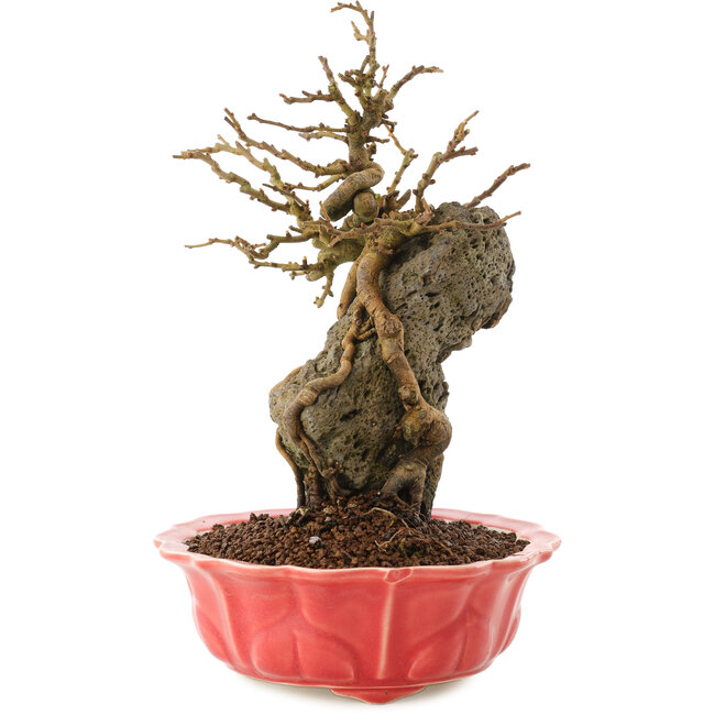 Chaenomeles speciosa, 22,5 cm, ± 20 anni, con fiori rossi e frutti gialli