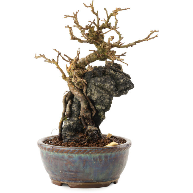 Chaenomeles speciosa, 18 cm, ± 20 jaar oud, met rode bloemen en geel fruit