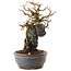 Chaenomeles speciosa, 18 cm, ± 20 jaar oud, met rode bloemen en geel fruit