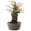 Chaenomeles speciosa, 18 cm, ± 20 jaar oud, met rode bloemen en geel fruit