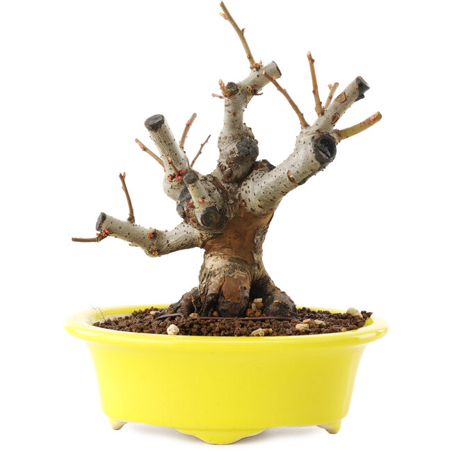 Chaenomeles speciosa, 16,5 cm, ± 25 anni, con fiori rossi e frutti gialli