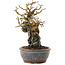 Chaenomeles speciosa, 18 cm, ± 20 jaar oud, met rode bloemen en geel fruit