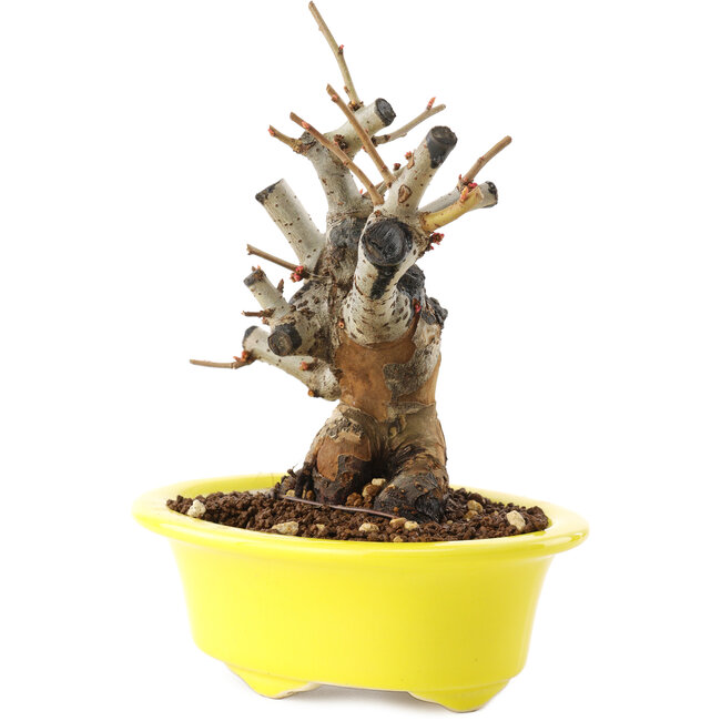 Chaenomeles speciosa, 16,5 cm, ± 25 anni, con fiori rossi e frutti gialli