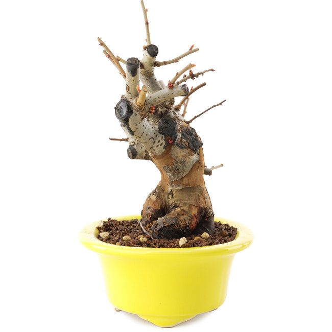 Chaenomeles speciosa, 16,5 cm, ± 25 jaar oud, met rode bloemen en geel fruit