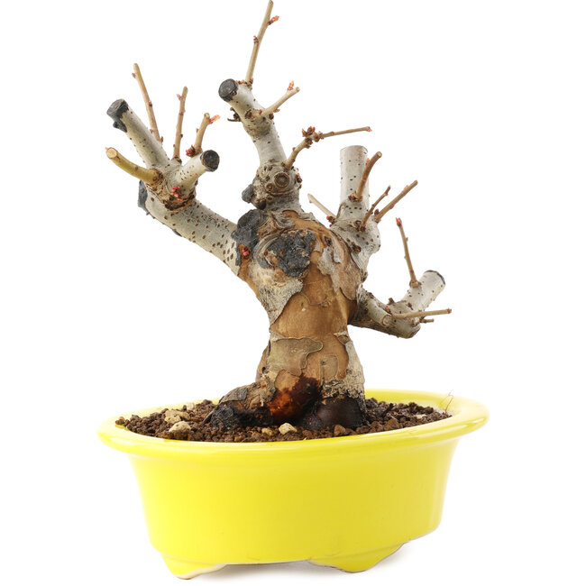 Chaenomeles speciosa, 16,5 cm, ± 25 jaar oud, met rode bloemen en geel fruit