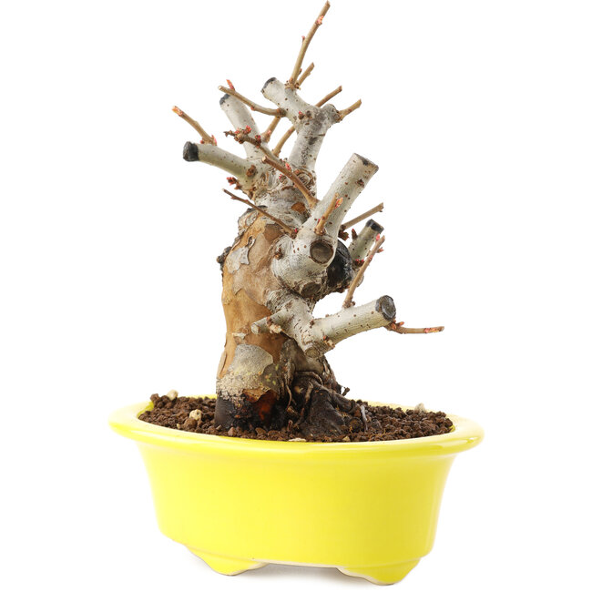 Chaenomeles speciosa, 16,5 cm, ± 25 anni, con fiori rossi e frutti gialli