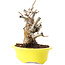 Chaenomeles speciosa, 16,5 cm, ± 25 ans, à fleurs rouges et fruits jaunes