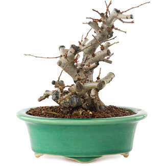 Chaenomeles speciosa, 15 cm, ± 25 ans