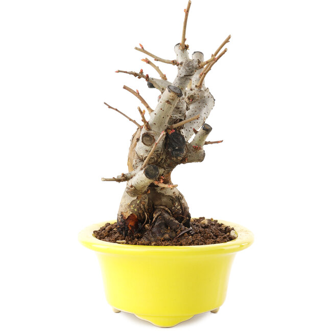 Chaenomeles speciosa, 16,5 cm, ± 25 jaar oud, met rode bloemen en geel fruit